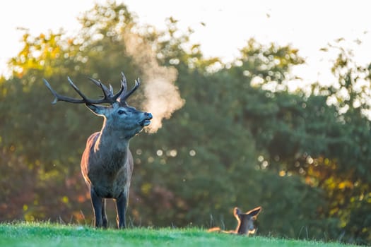 Portrait of red deer stag under golden morning light