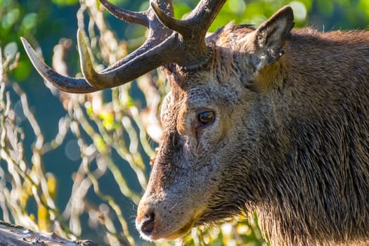 Close up view of a red deer stag