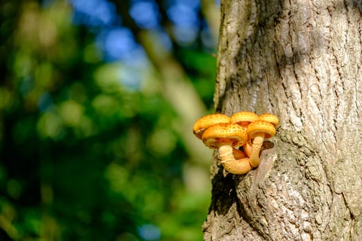 Vibrant orange coloured mushroom on a large tree trunk