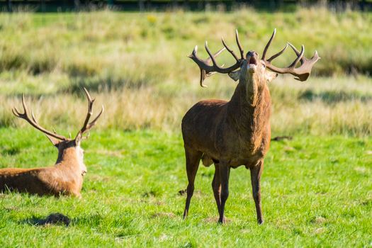 A red deer stag shouting during rutting season