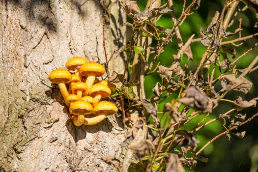 Vibrant orange coloured mushroom on a large tree trunk