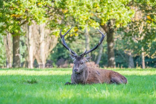 Injured red deer stag resting on the ground