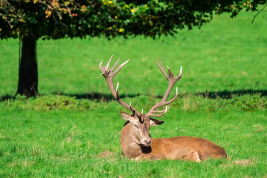 Large red deer stag resting under the midday sun