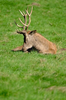 Large red deer stag resting under the midday sun