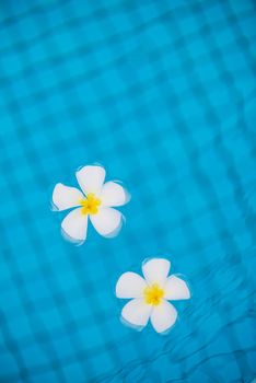 flowers frangipani in water vertical photography