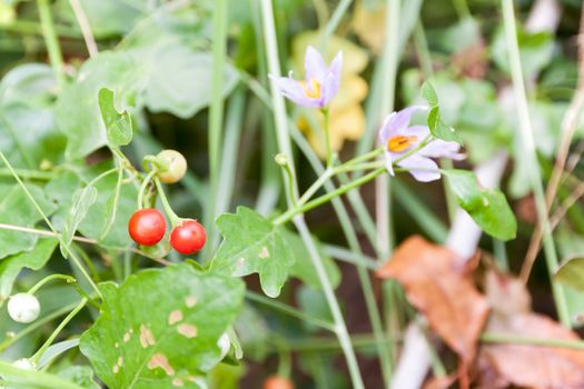 Vegetables and Thai herbs (Solanum trilobatum Linn.)