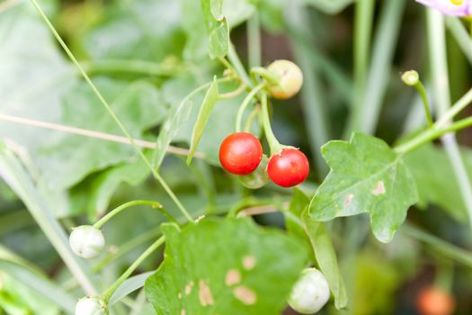 Vegetables and Thai herbs (Solanum trilobatum Linn.)