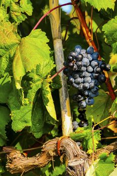 Blue grape growing on vine before harvest; vineyard in autumn