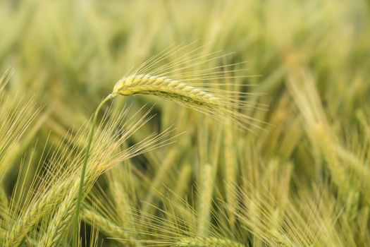 Barley in the field, closeup, selective focus on front stems