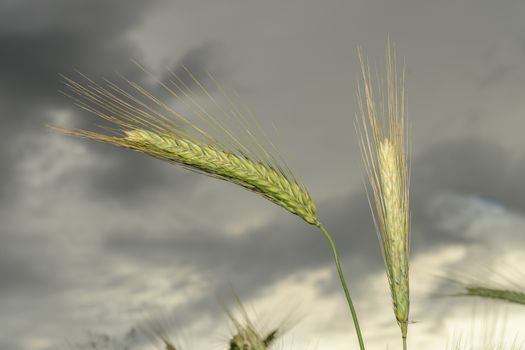 Barley in the field, closeup, selective focus on front stems , dark background sky