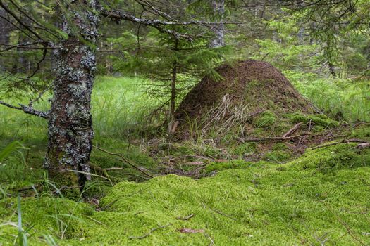 Anthill in deep woods surrounded with green moss