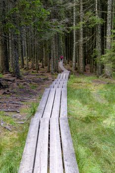Planked trail through primeval forest leading from Osankarica lodge to the black lake - Crno jezero on Pohorje, Slovenia