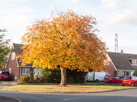 autumn tree corner high yellow golden leaves fall; Essex; England; UK