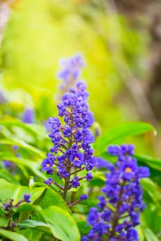 The background image of the colorful flowers, background nature