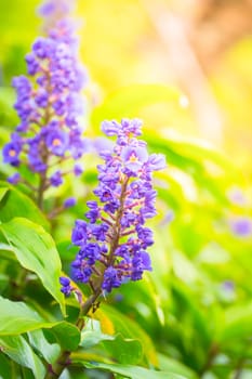 The background image of the colorful flowers, background nature