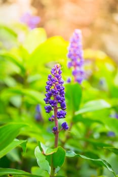 The background image of the colorful flowers, background nature