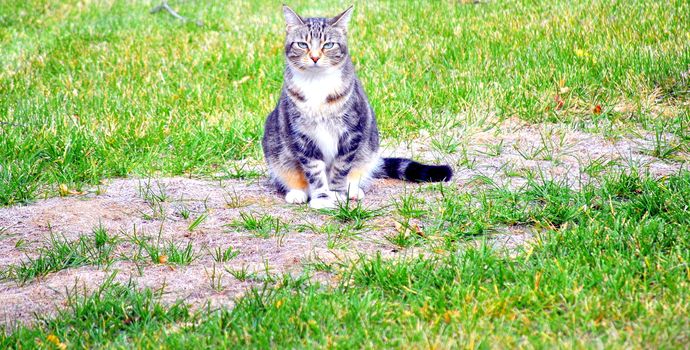 Cat posing on a wooden log outside.