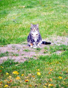 Cat posing on a wooden log outside.