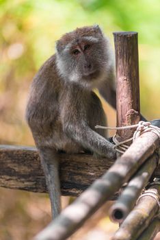 portrait of a monkey on a wooden fence in Asia