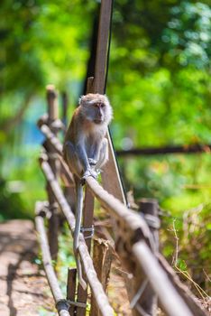 the monkey sits on a fence in a sunny hot day, Thailand