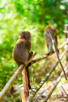 view from the back - monkeys on the fence in nature