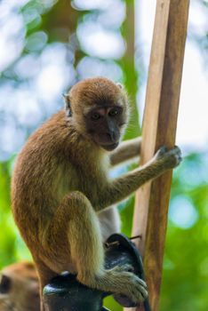 portrait of a monkey sitting on a fence