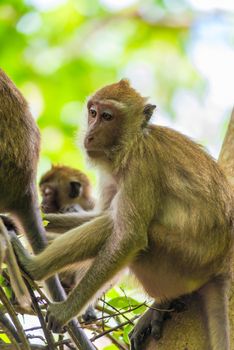 several monkeys in the tropical fox in Asia close up