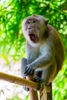 excited screaming monkey in the wildlife close-up