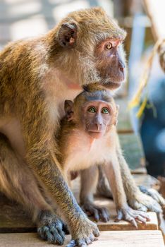 little baby and his mom bask in the sun, Thailand