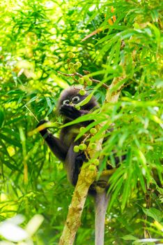 black monkey in the leaves of the tree collects fruits