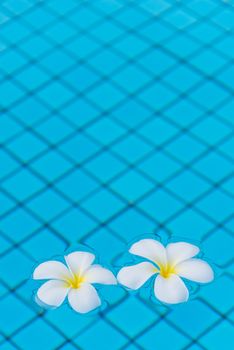 vertical photo of plumeria flowers on water, space from above