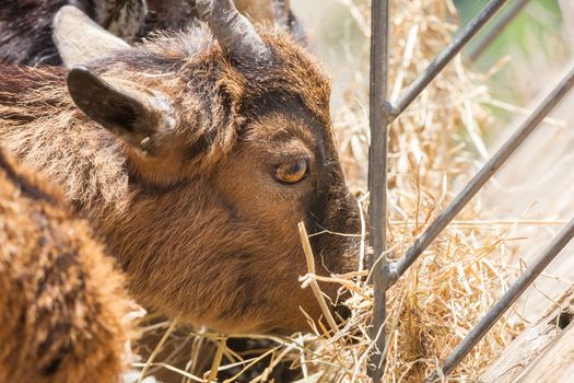 Brown goat eating hay - Selective focus on the eye