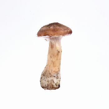 Mushrooms isolated on a white background. Food concept