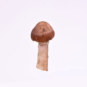 Mushrooms isolated on a white background. Food concept