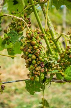 Vineyard and grapes damaged and crop destroyed after severe storm with hail destroying the major portion of the harvest. Plants will have to be treated with chemicals to survive