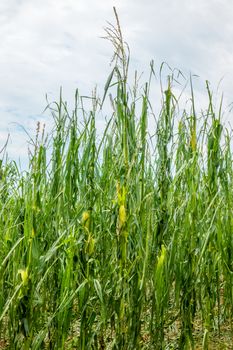 Corn field severly damaged in heavy storm with hail, crops ruined, corn leaves shredded by hail and lying on ground