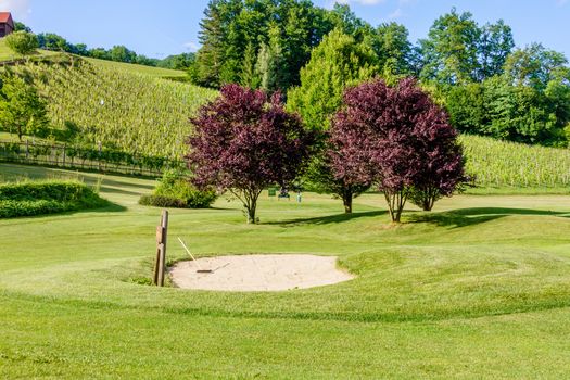 Golf course in the vineyards with bunker in front, golf course amon in Olimje, Slovenia