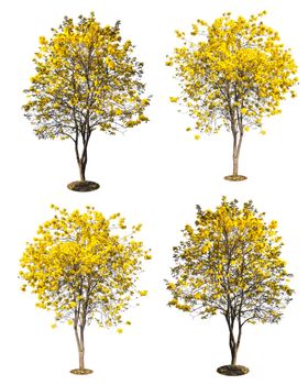 golden tree, yellow flowers tree, tabebuia isolated on white background