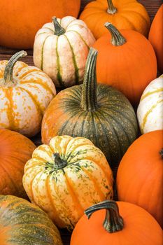 Many various pumpkins background, Halloween or Thanksgiving day concept