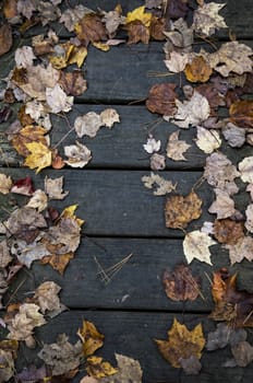 original autumn foliage in different colors on wooden floor