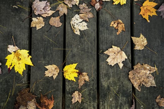 original autumn foliage in different colors on wooden floor