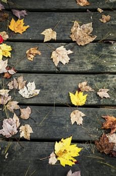 original autumn foliage in different colors on wooden floor