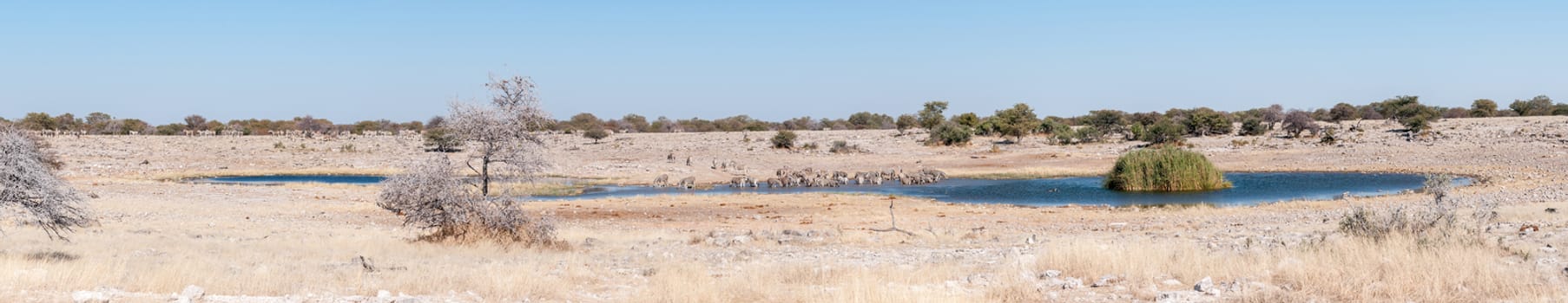 A large herd of Burchells zebras, Equus quagga burchellii, drinking water at a waterhole in Northern Namibia