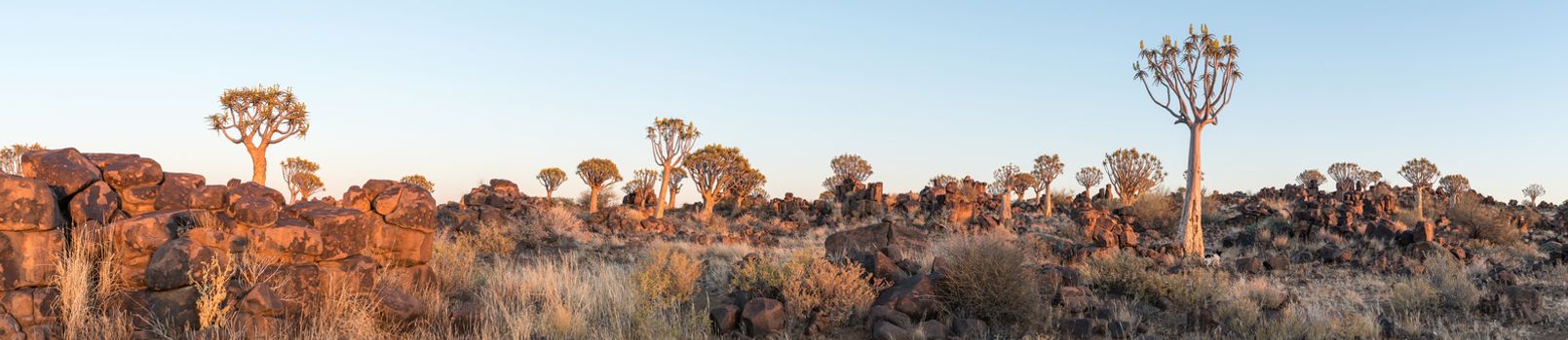 Panoramic view of the quiver tree forest at Garas near Keetmanshoop on the B1-road to Mariental at sunrise