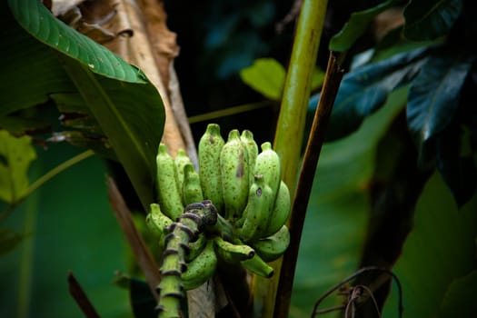 Green banana tree in garden