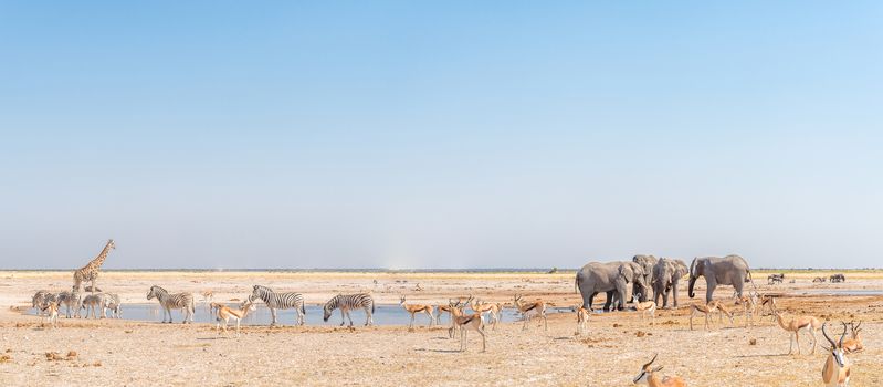 Elephant, giraffe, Burchells zebras, springbok and blue wildebeest at a waterhole in Northern Namibia