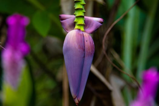 Green banana tree in garden