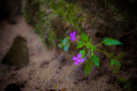 beautiful natural flowers