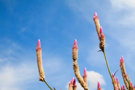 beautiful natural flowers