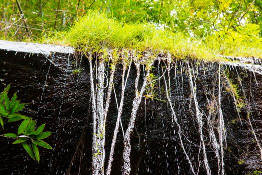 Vines on the stone wall